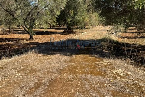 Helårsgrund i Carovigno, Brindisi, Carovigno - € 29.000 | Ref: 122781 - foto 7